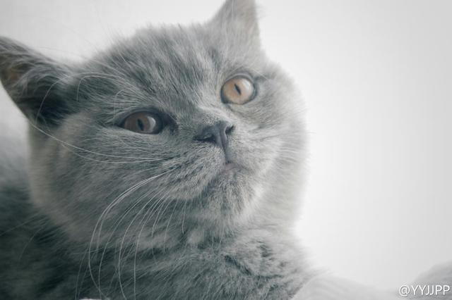 Miss my home Mickie to once accompanied the British undercoat cat beside me only then