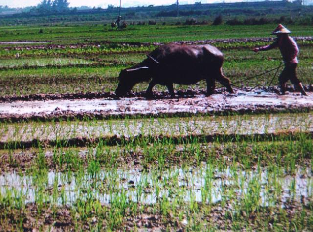 我国哪里的妇女最勤劳?让你看看海南的女人