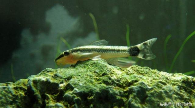 鱼缸里的小妙招——小精灵鱼的巧用
