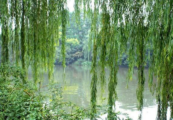 描写柳树的优美句子