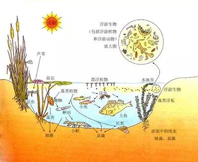 池塘—就是一个水产养殖生态系统