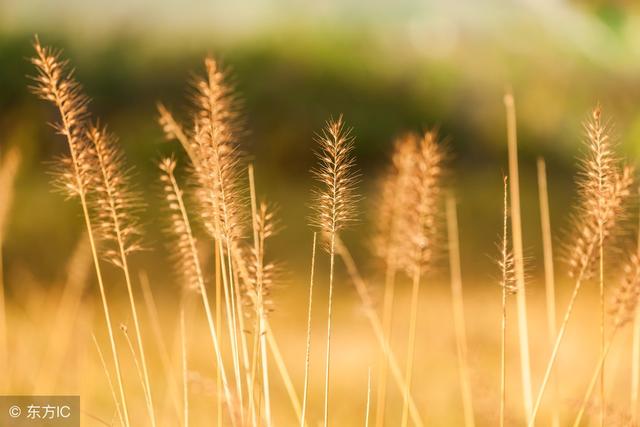 五首最短的现代诗,北岛的《生活》只有一个字