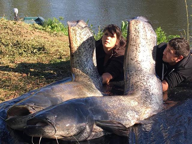 Overrun European gigantic Nian, it is China however the fish of experienced pole god that fishing person longs for day and night