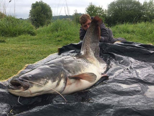 Overrun European gigantic Nian, it is China however the fish of experienced pole god that fishing person longs for day and night