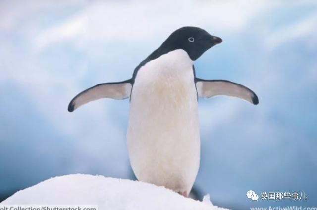 In those days, polar bear has eaten penguin really until, their tread down it is the last egg...