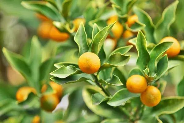 目前最好的柑橘品种是哪个?柑橘品种及前景介