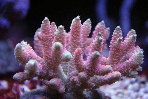 在6亿年前从寒武纪一直存活到现在的庞大生物家族——珊瑚