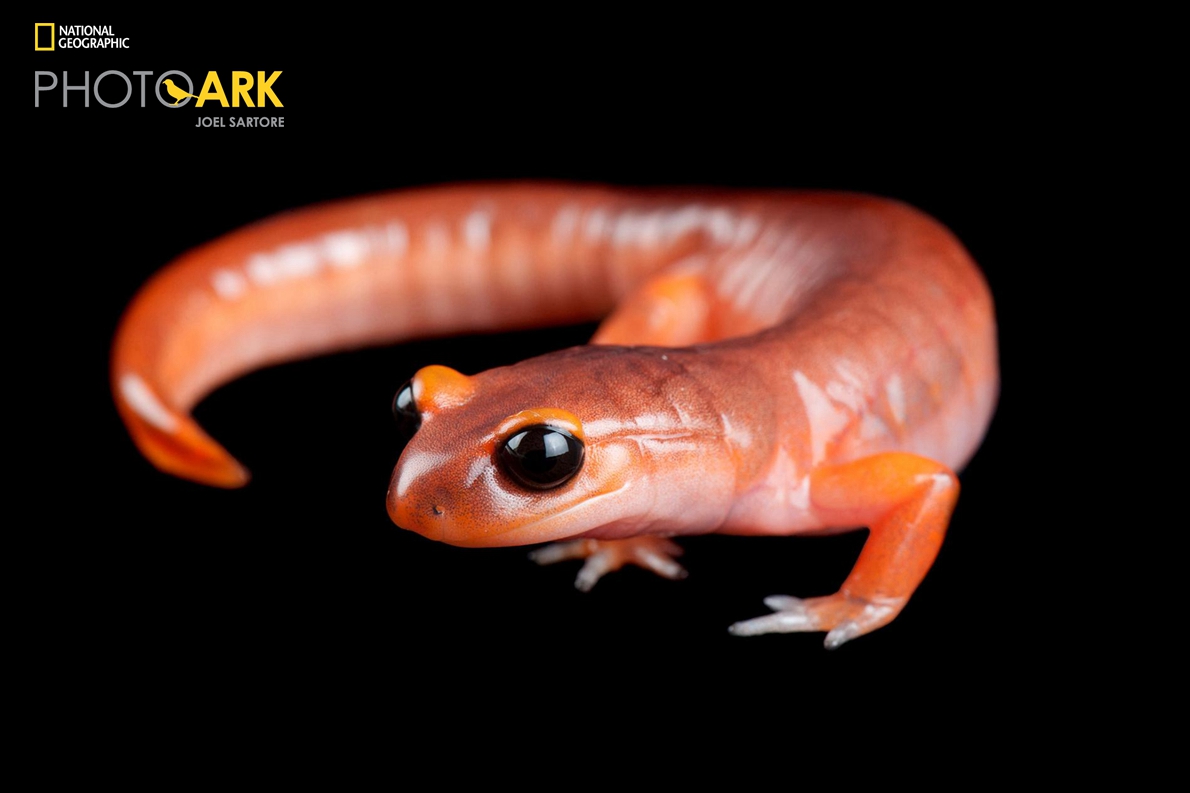 蓝尾蝾螈(学名:cynops cyanurus)那条蓝色的尾巴尤其显眼.